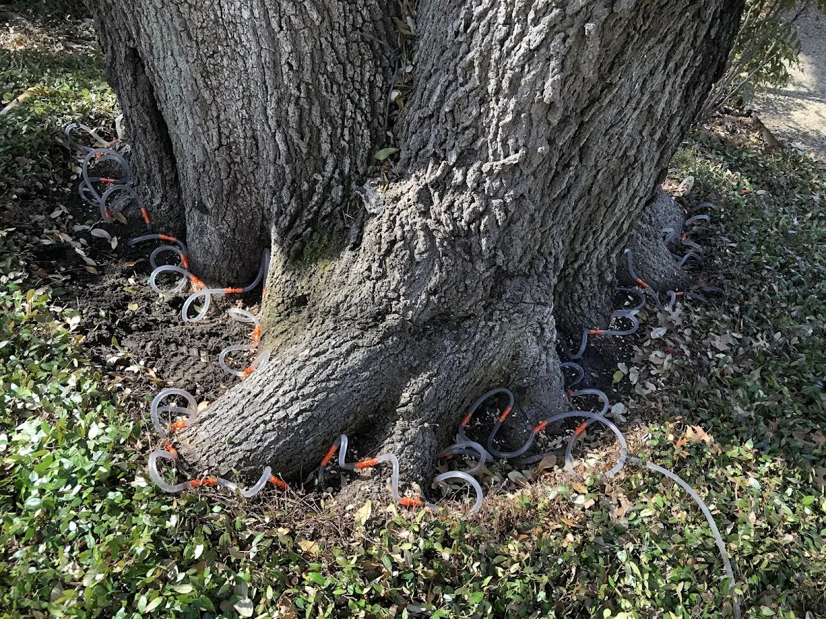 Detailed Tree Cabling and Bracing job site in Ramsey