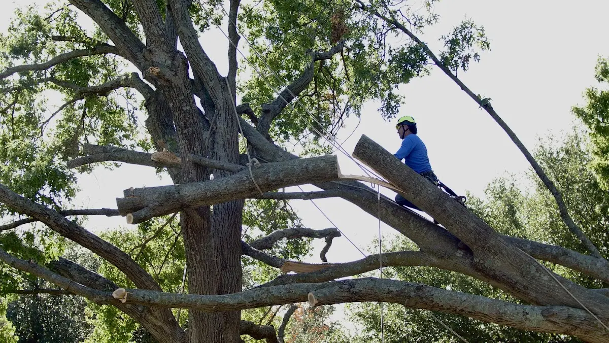 Professional Crown Thinning performed by certified arborists in Ramsey